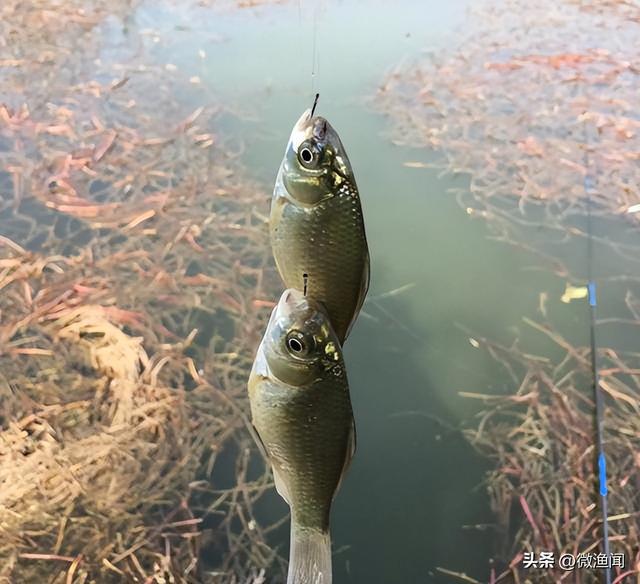 廊坊釣魚(yú)網(wǎng)最新魚(yú)訊，探索魚(yú)類(lèi)的奧秘與釣魚(yú)的樂(lè)趣